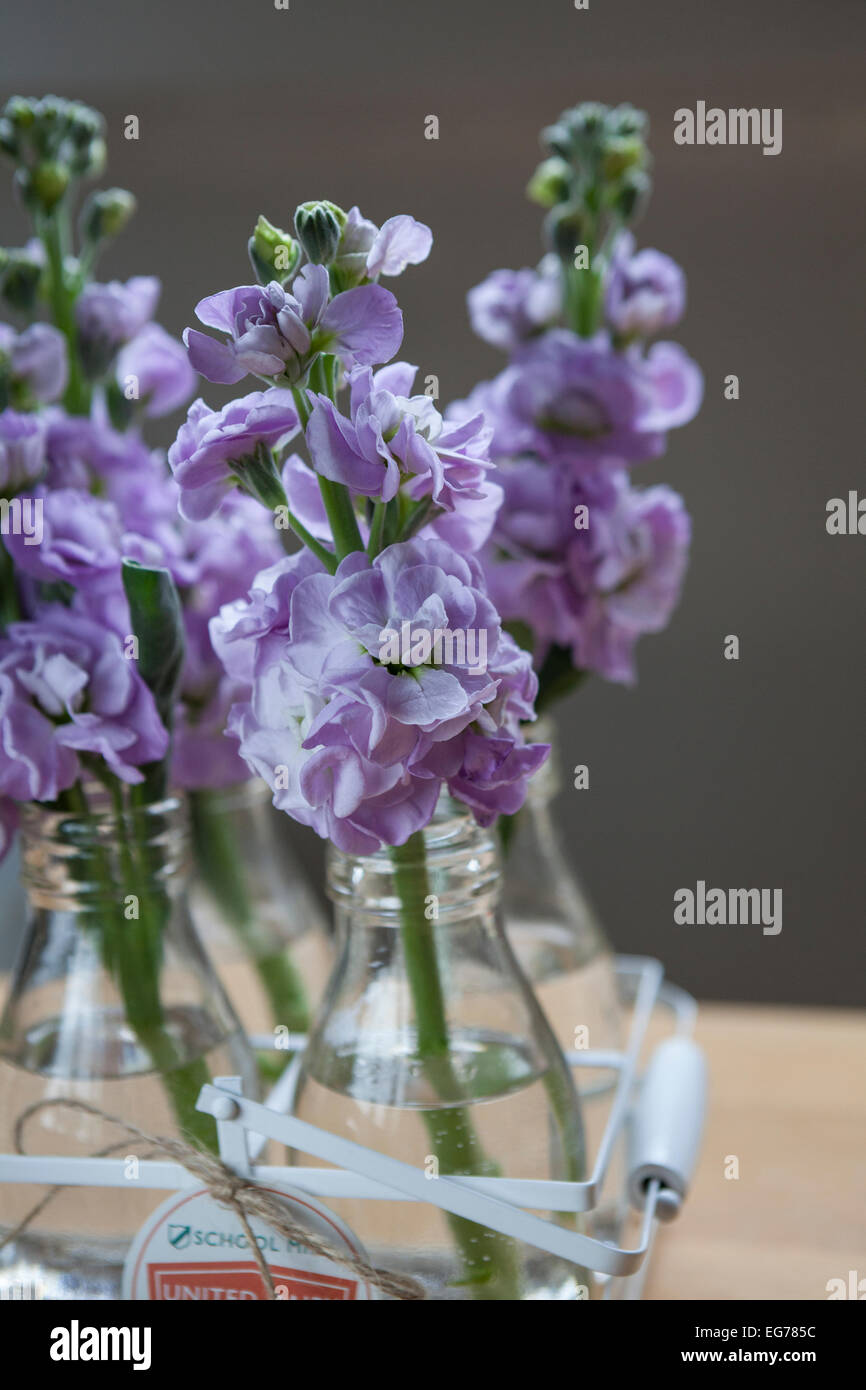 matthiola-incana-stock-in-miniature-milk-bottles-stock-photo-alamy