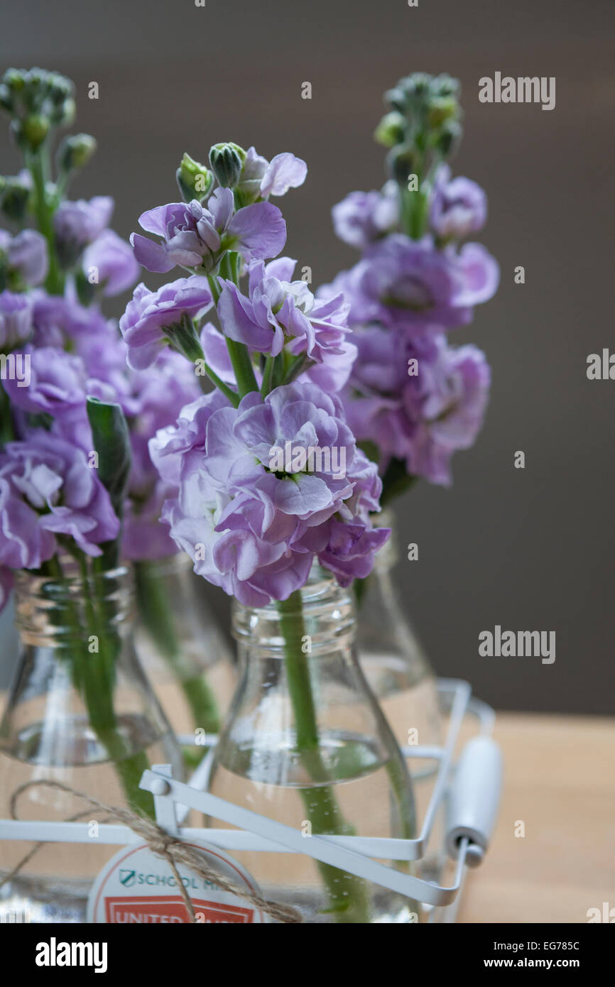 Matthiola incana (stock) in miniature milk bottles. Stock Photo