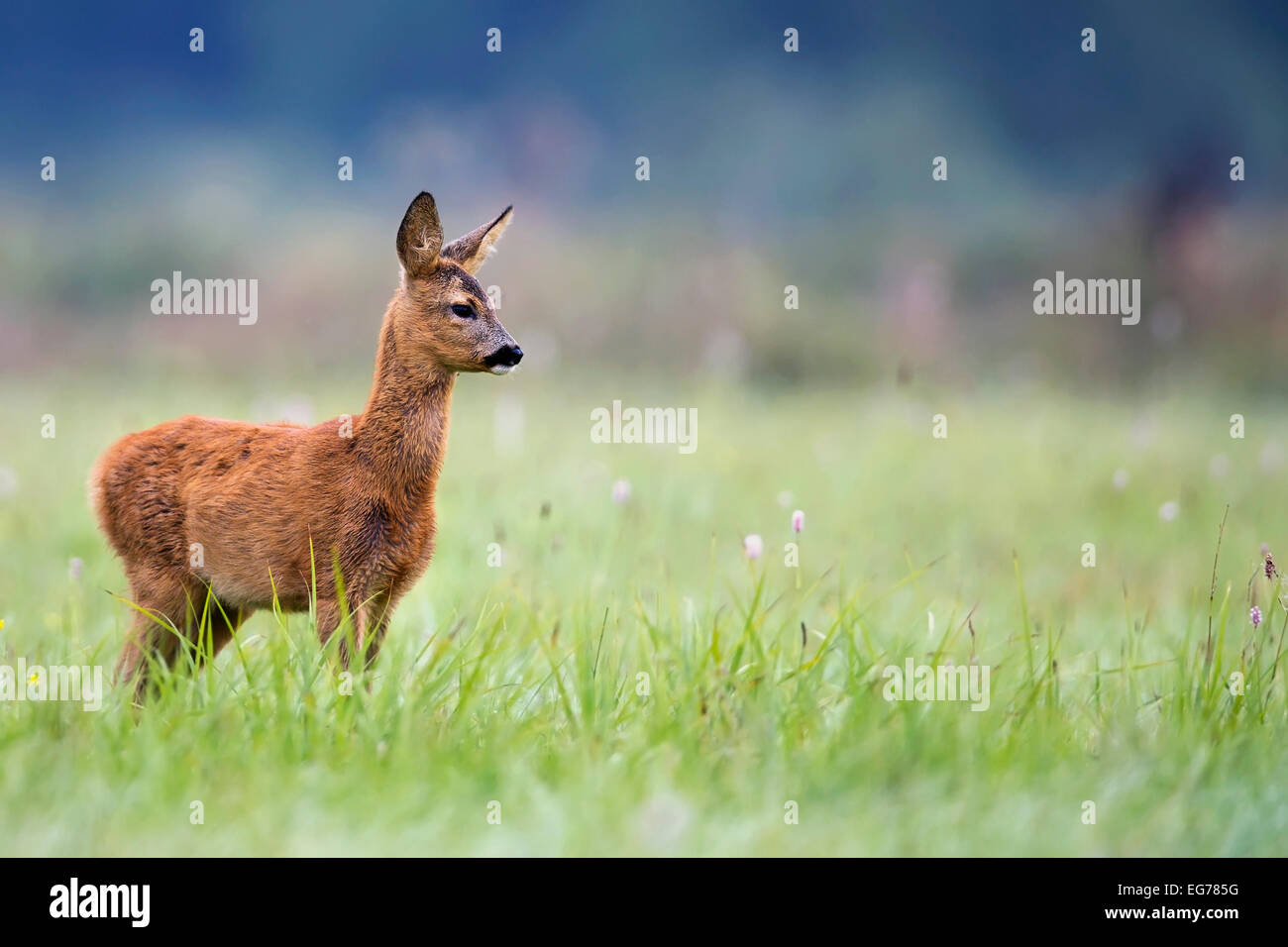 Young Roe-deer in the wild Stock Photo