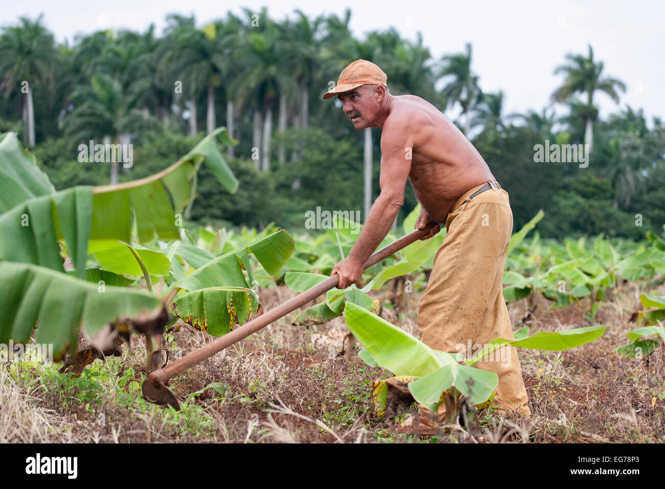Cuba, Matanzas, Jaguey Grande, working farmer Stock Photo