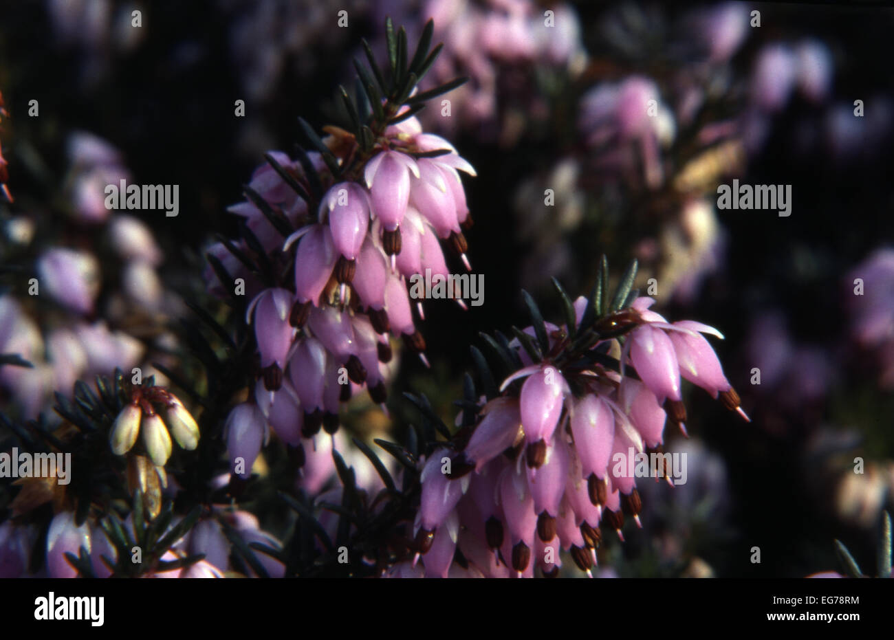 Heather: Erica carnea or herbacea 'Springwood Pink' Stock Photo