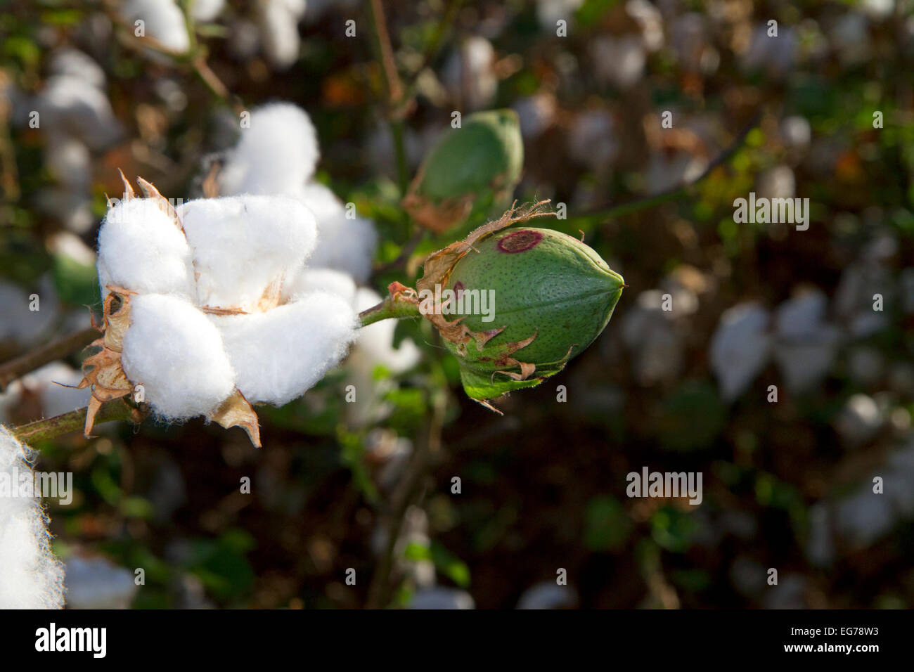 Cotton field near Phoenix, Arizona, USA Stock Photo Alamy