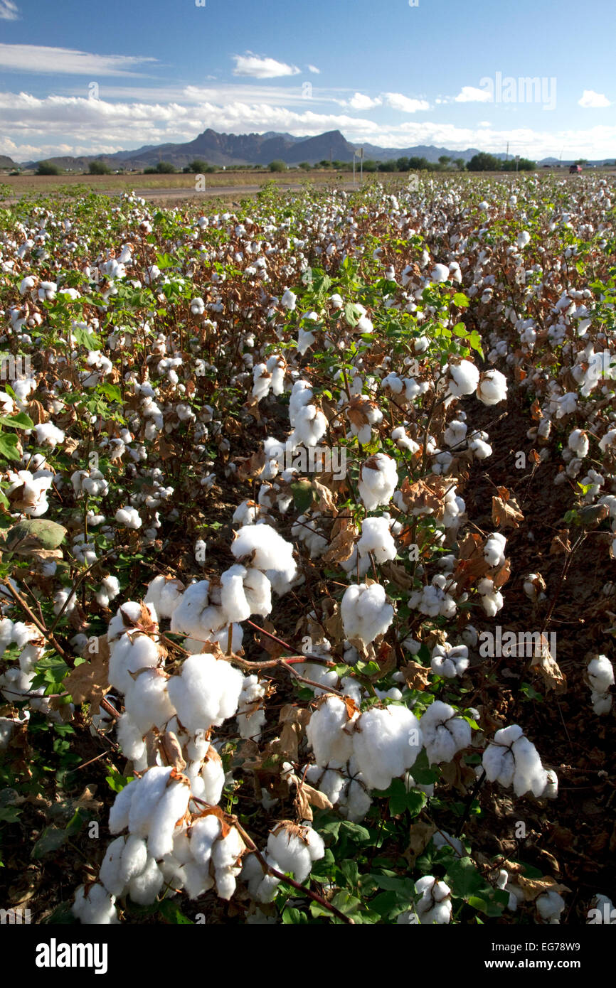 Cotton field near Phoenix, Arizona, USA. Stock Photo