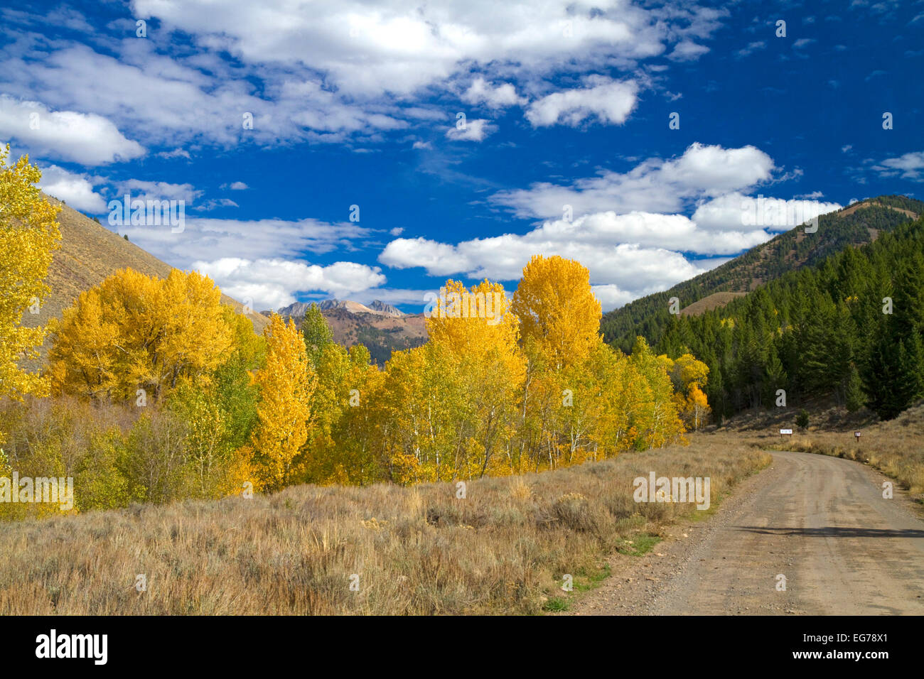 Trees in autumn color near Sun Valley, Idaho, USA.  Devil's Bedstead is at the end of the canyon. Stock Photo
