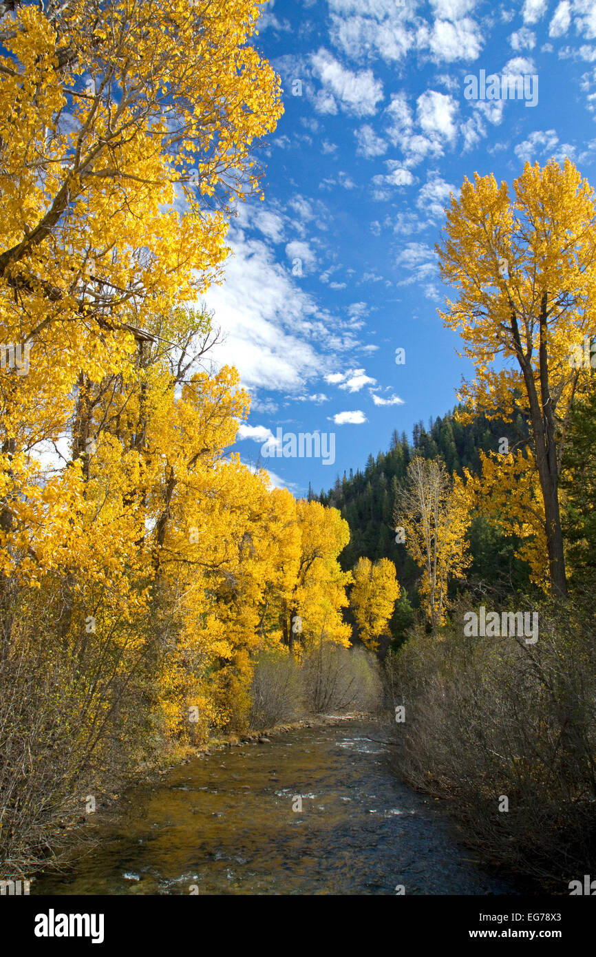 Trees in autumn color along the Big Wood River near Ketchum, Idaho, USA. Stock Photo