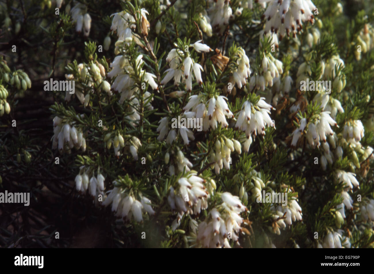 Heather: Erica carnea or herbacea 'Springwood White' Stock Photo