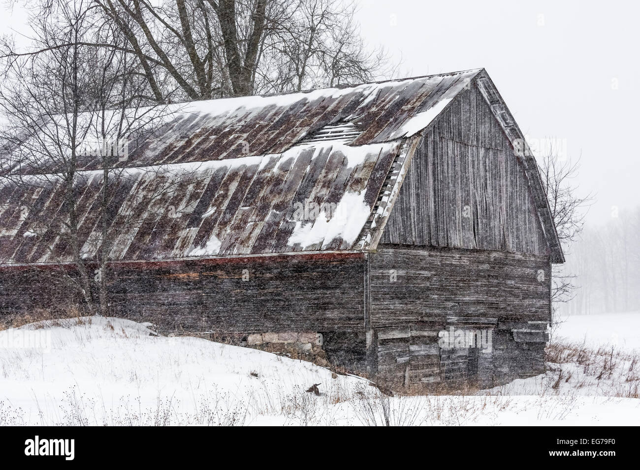 Snow falling around weathered barn with rusted metal gambrel roof near ...