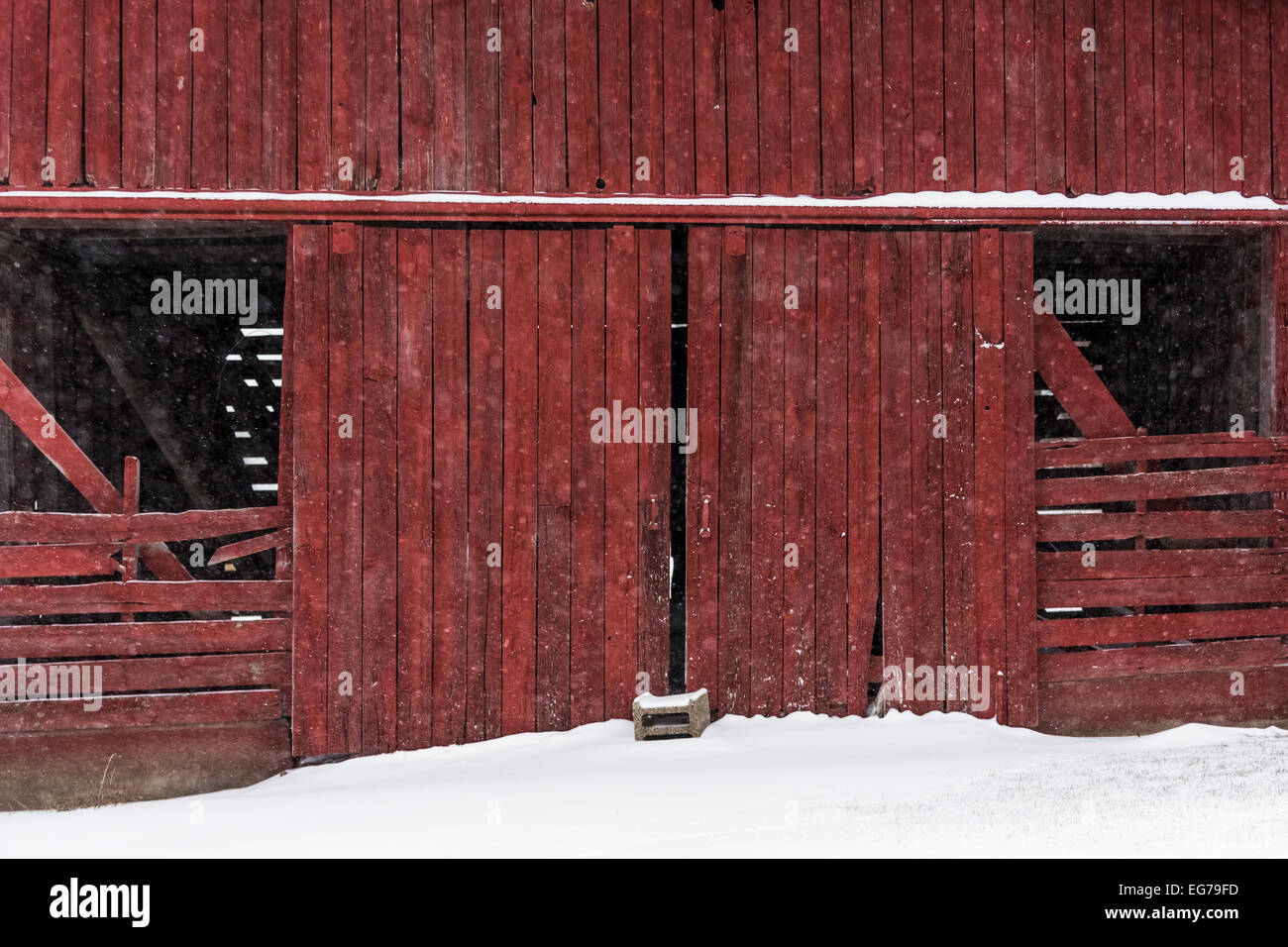 Red barn buildings in falling snow in the rural farm landscape of central Michigan, USA Stock Photo