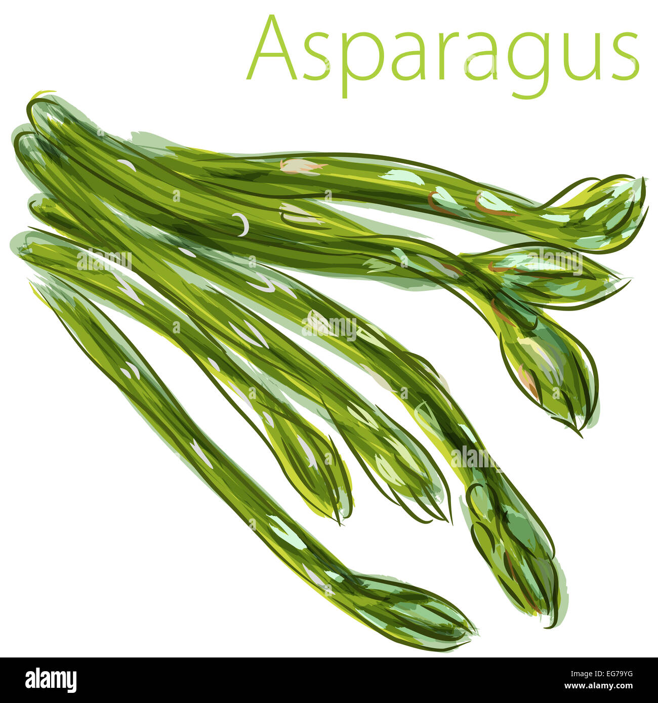 An image of a watercolor asparagus painting Stock Photo Alamy