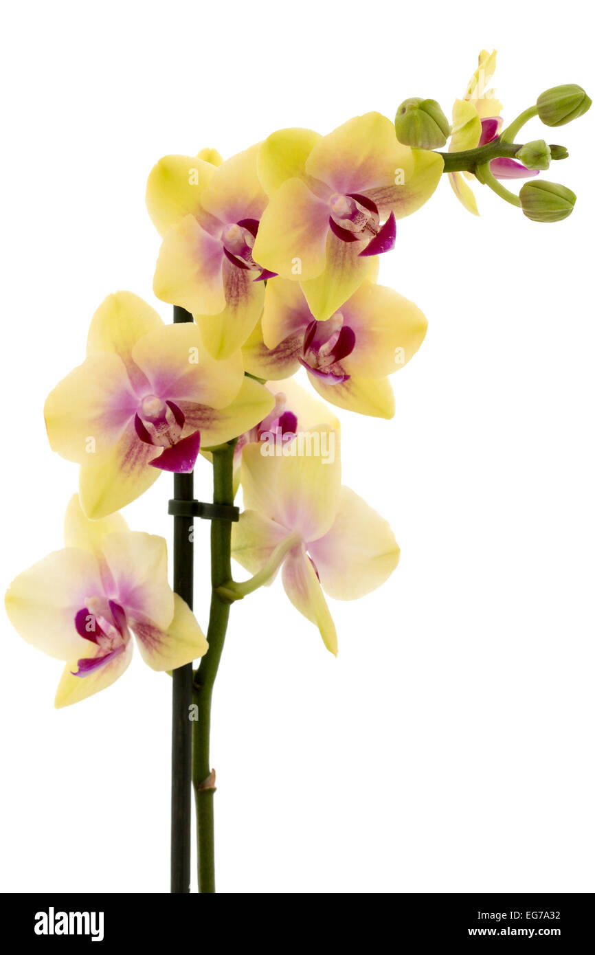 Beautiful yellow orchid isolated on white background Stock Photo - Alamy