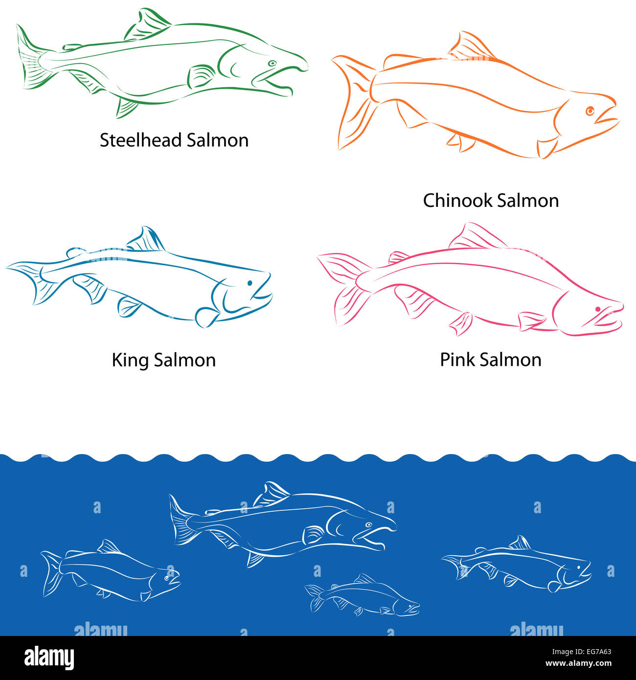 An image of types of salmon. Stock Photo