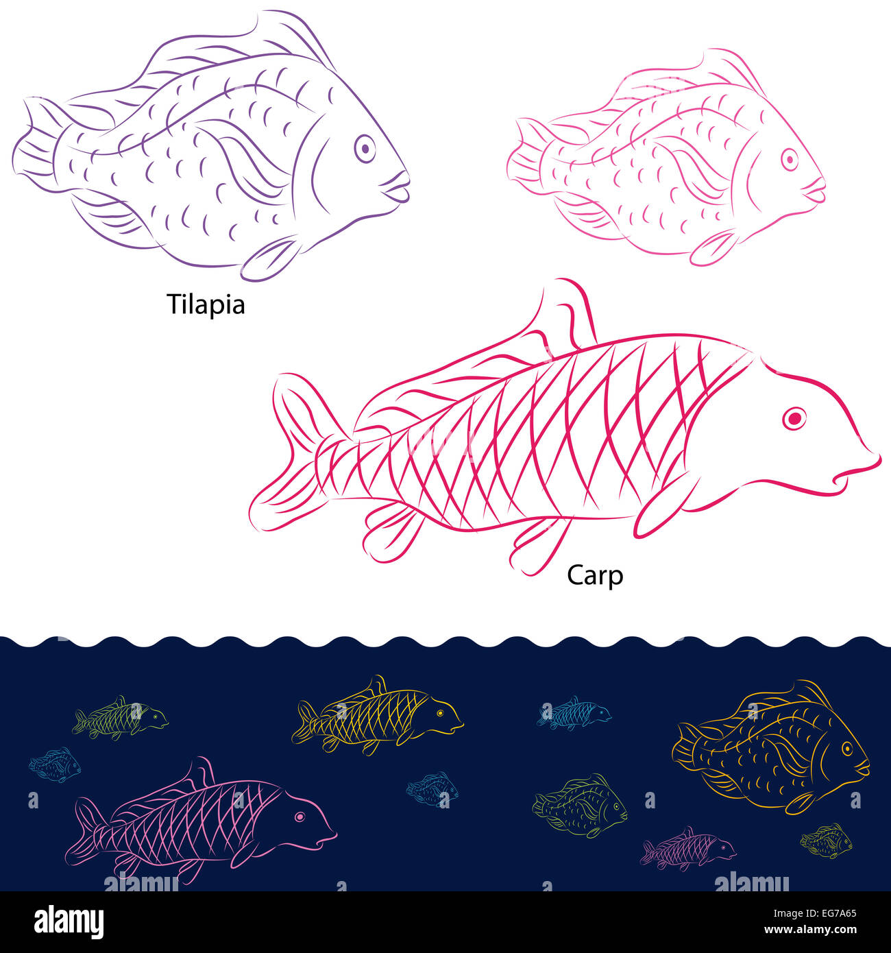 An image of a tilapia and carp fish set. Stock Photo