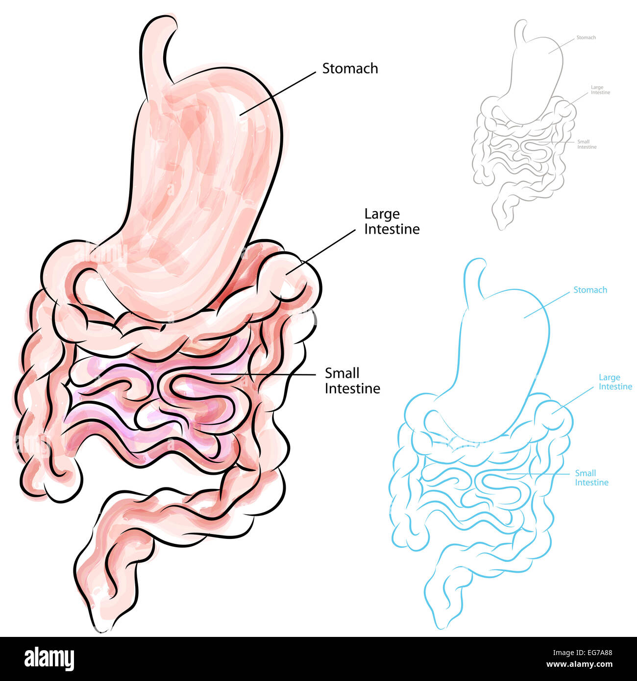 An image of a human digestive system. Stock Photo