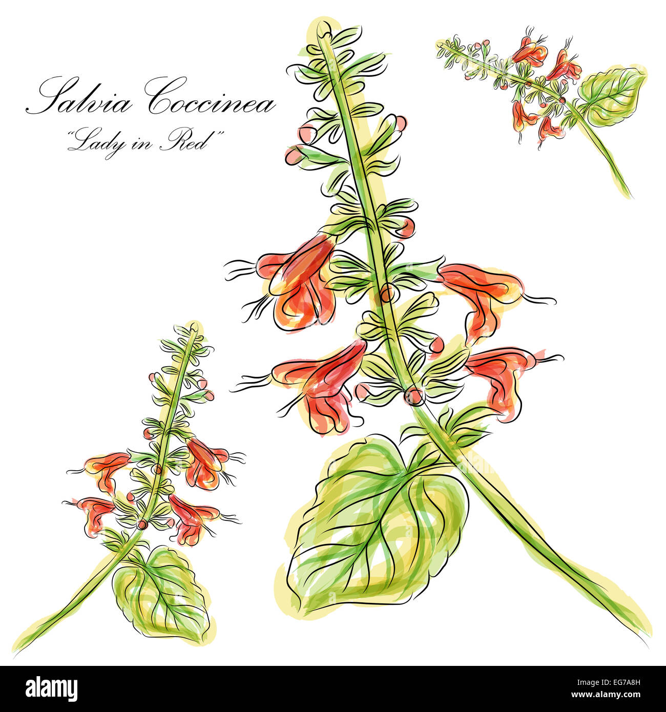 An image of a watercolor Salvia Coccinea lady in red flower. Stock Photo