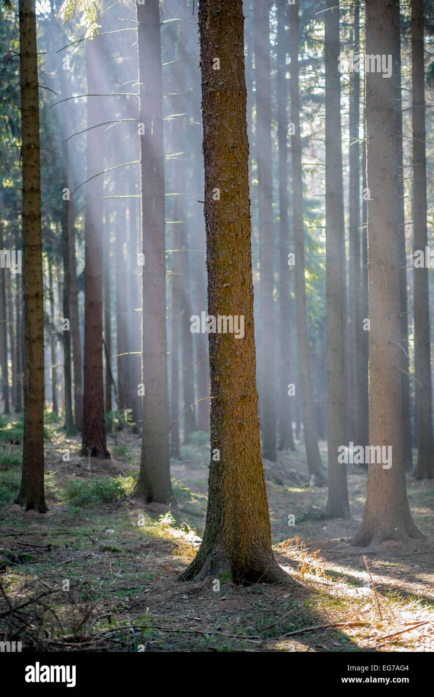 Beams of morning winter sunlight sifting  through the branches of spruce forest Stock Photo