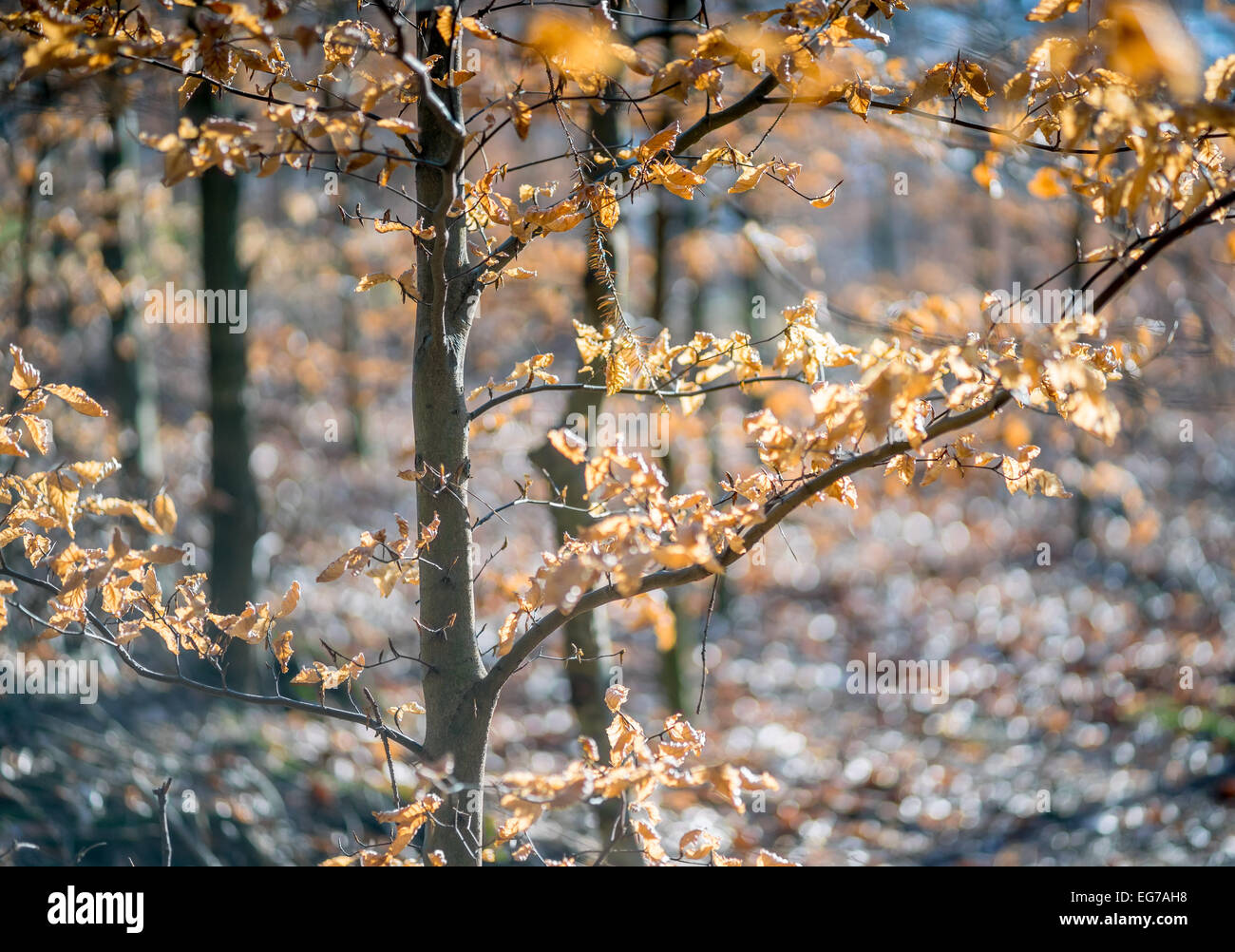 Wither beech tree leaves lit by winter sun Stock Photo