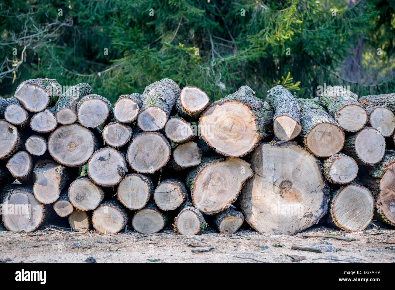 Logs of common oak wood on a heap Stock Photo Alamy
