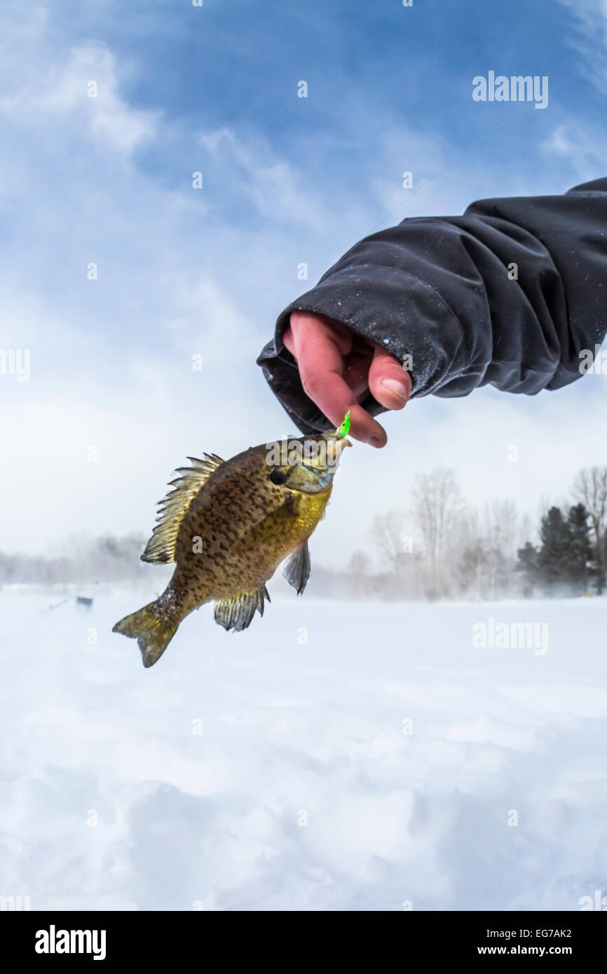 Small Bluegill, Lepomis macrochirus, caught by jigging in an ice fishing hole (then released) in central Michigan, USA Stock Photo
