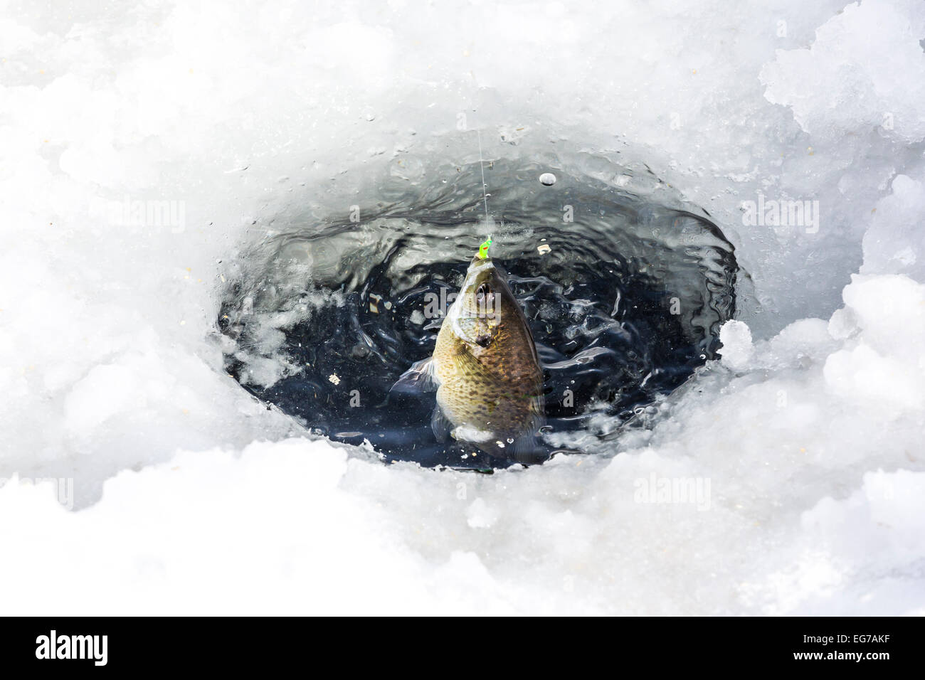 Bluegill, Lepomis macrochirus, being lifted out of a hole made by an ice auger, while ice fishing in central Michigan, USA Stock Photo