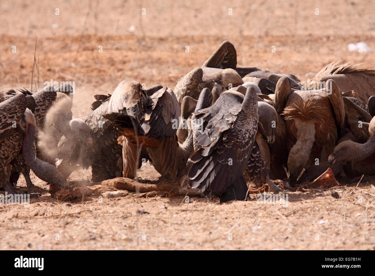 Vultures feeding at carcase in Senegal Stock Photo