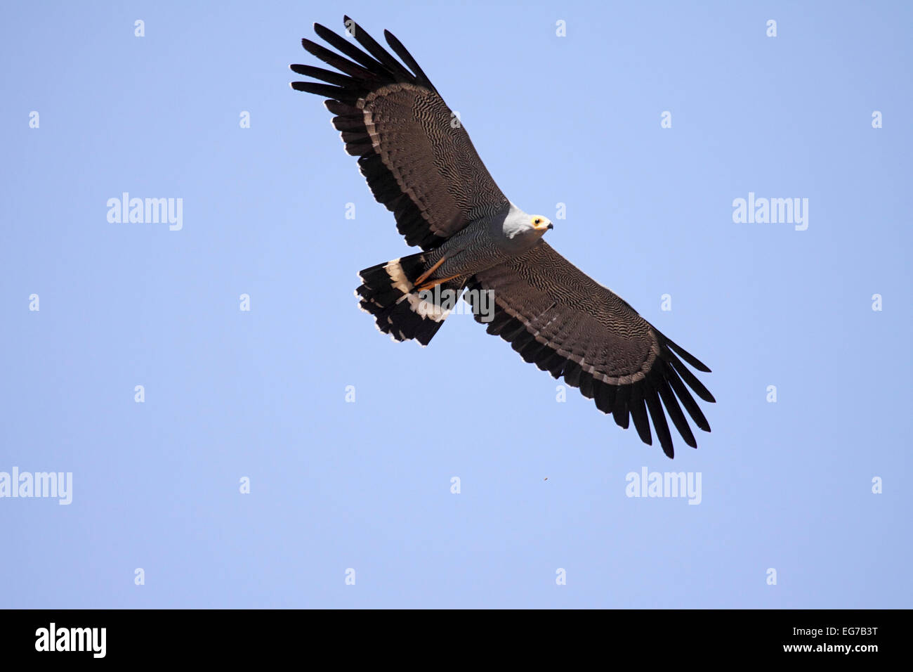 African Harrier Hawk High Resolution Stock Photography and Images - Alamy