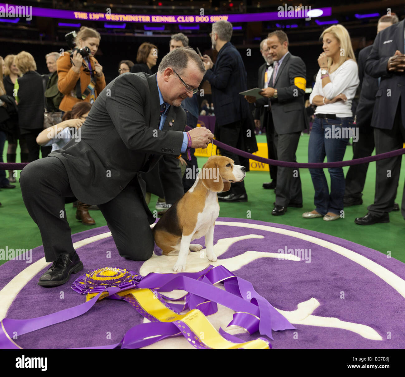 New York, NY - February 17, 2015: Best of Show Hound 15 inch Beagle Miss P poses with handler William Alexandre at 139 Westminster Kennel Club dog show at Madison Square Garden Stock Photo