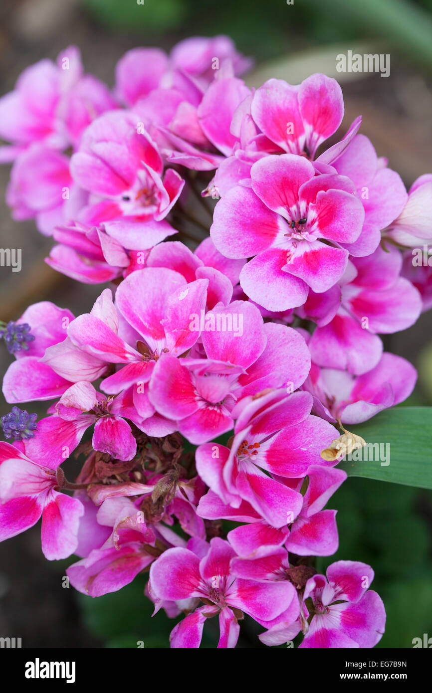 Deep pink geranium flowers in English summer garden Stock Photo - Alamy