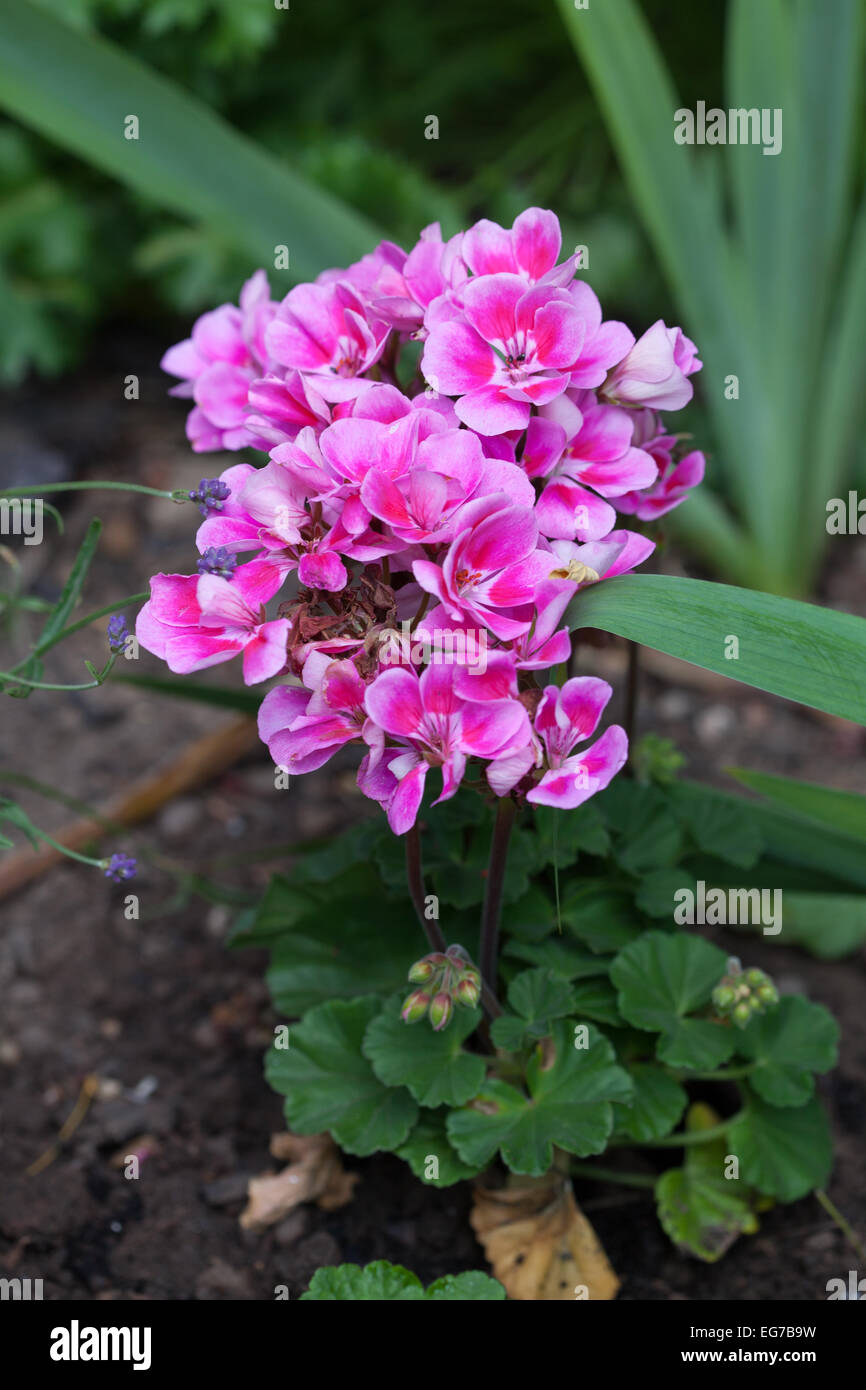 Pink geranium in an English garden Stock Photo - Alamy