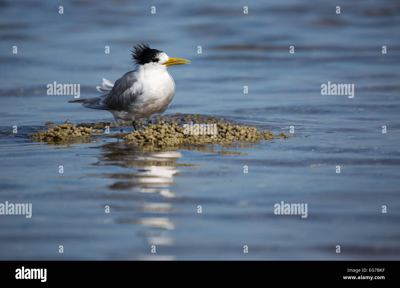 Greater Crested tern photographed along the Melbourne coast, Australia Stock Photo