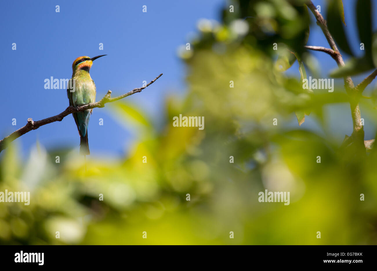 Rainbow bee-eater photographed in Cairns, Australia Stock Photo