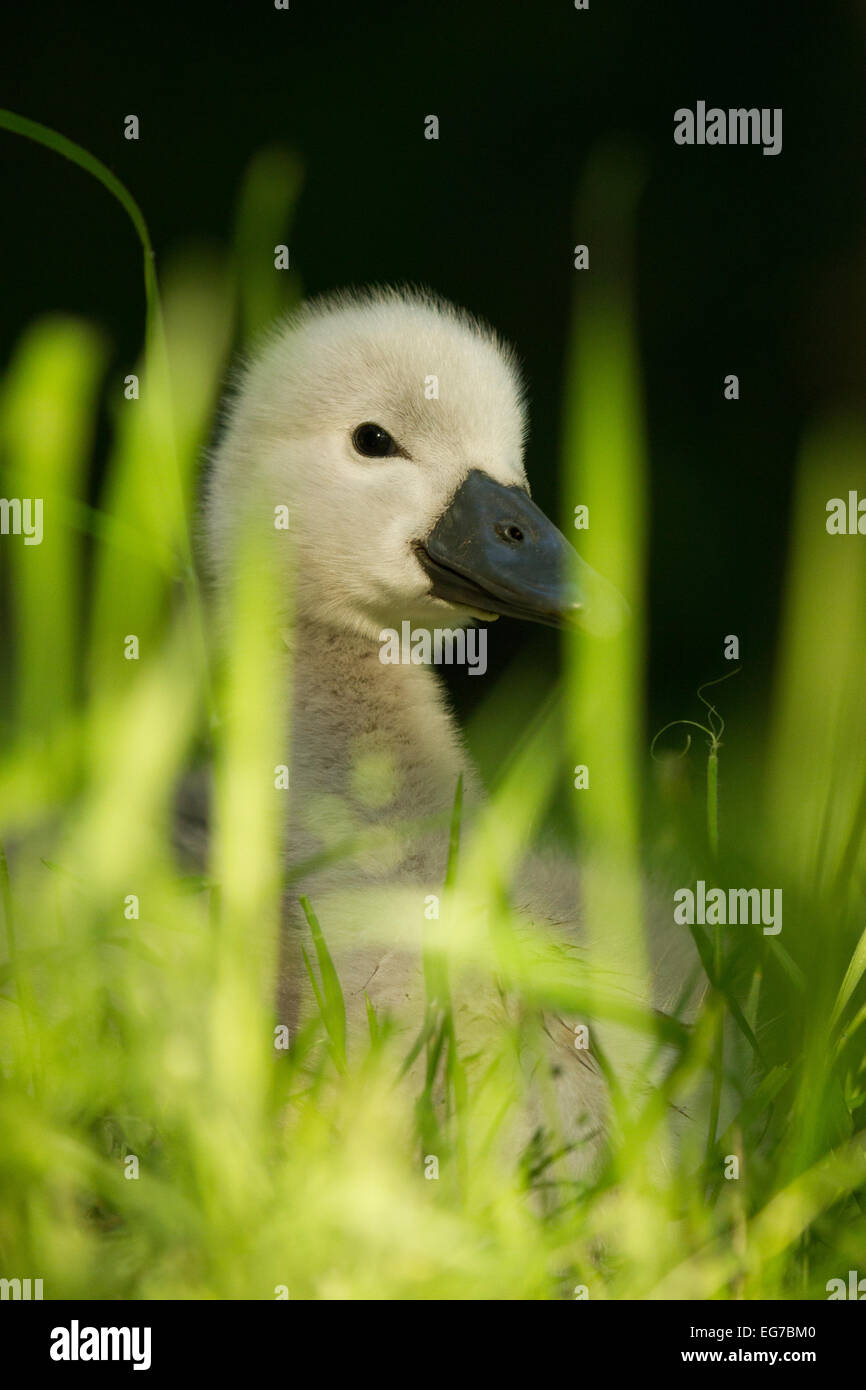 Mute swan cygnet sitting in the grass. London Stock Photo