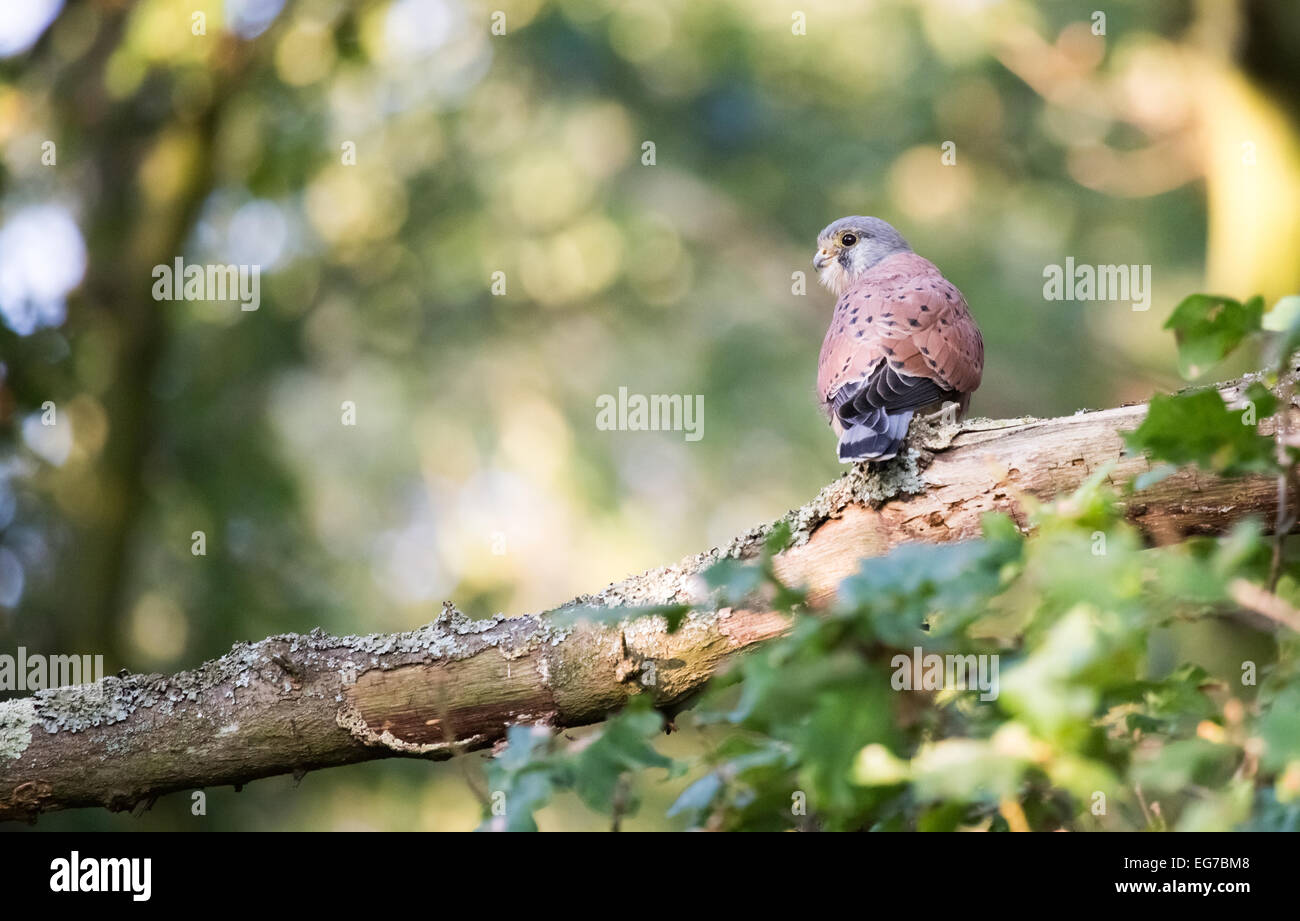 Male Kestrel perched on a branch. London Stock Photo