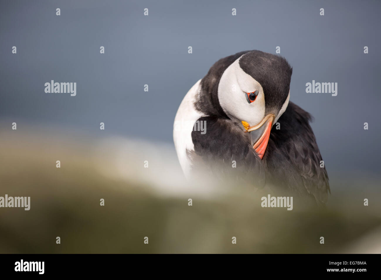 Atlantic puffin photographed on the Farne Islands, Northumberland UK Stock Photo