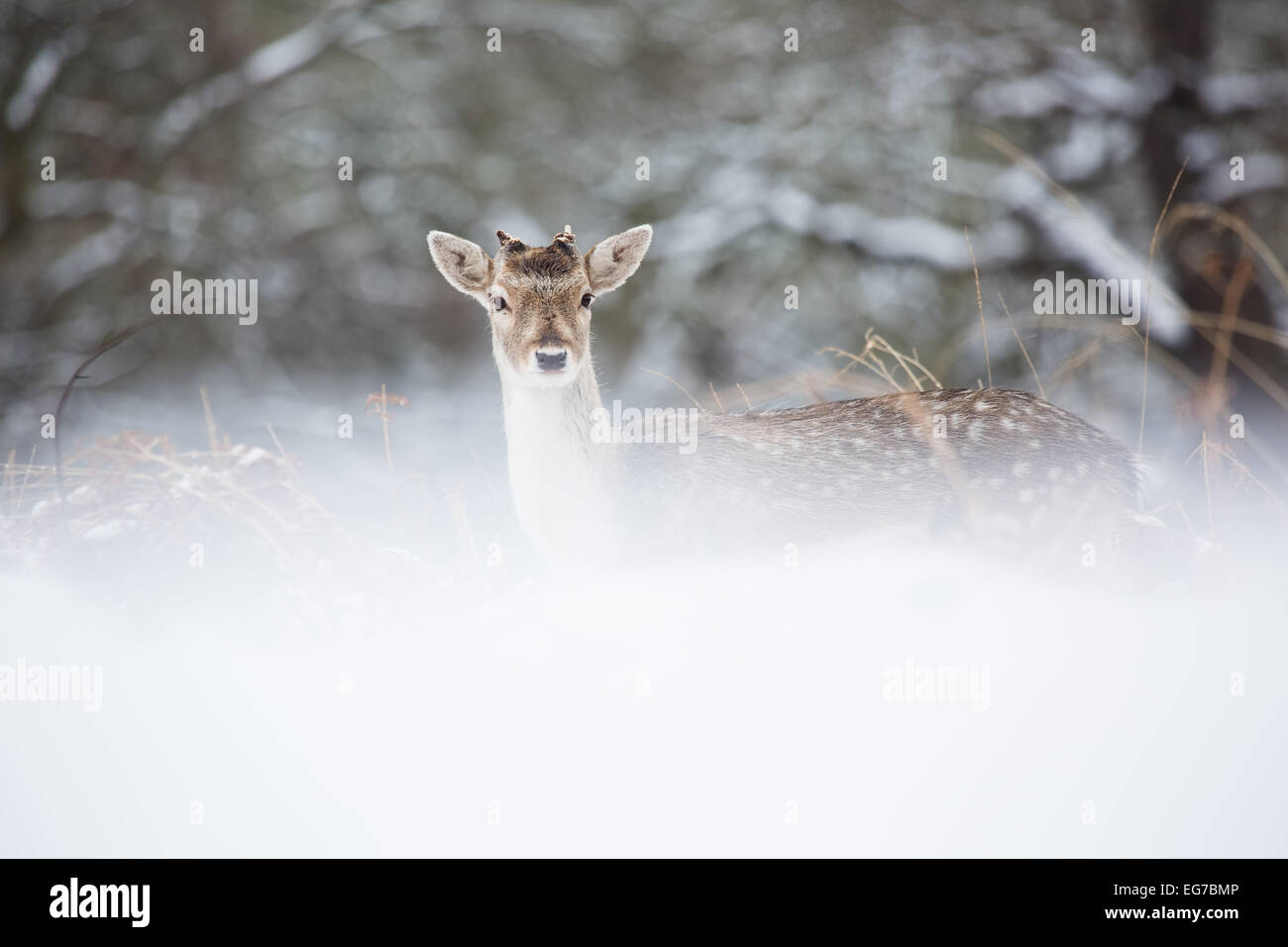 A young Fallow buck photographed in Richmond Park, London on the only snow day South West London has received so far in 2015. Stock Photo