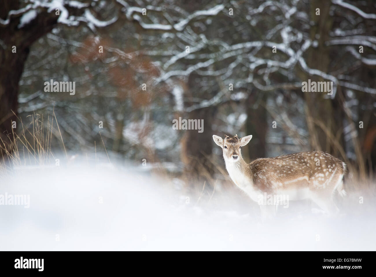 A young Fallow buck photographed in Richmond Park, London on the only snow day South West London has received so far in 2015. Stock Photo