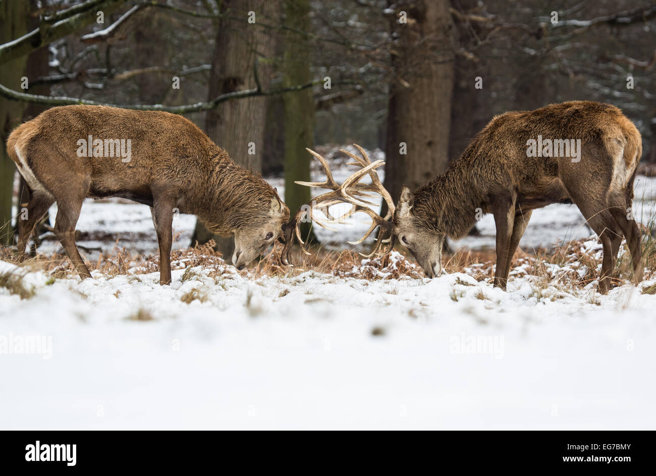 Red deer stags clashing antlers in the snow. Richmond Park London Stock Photo