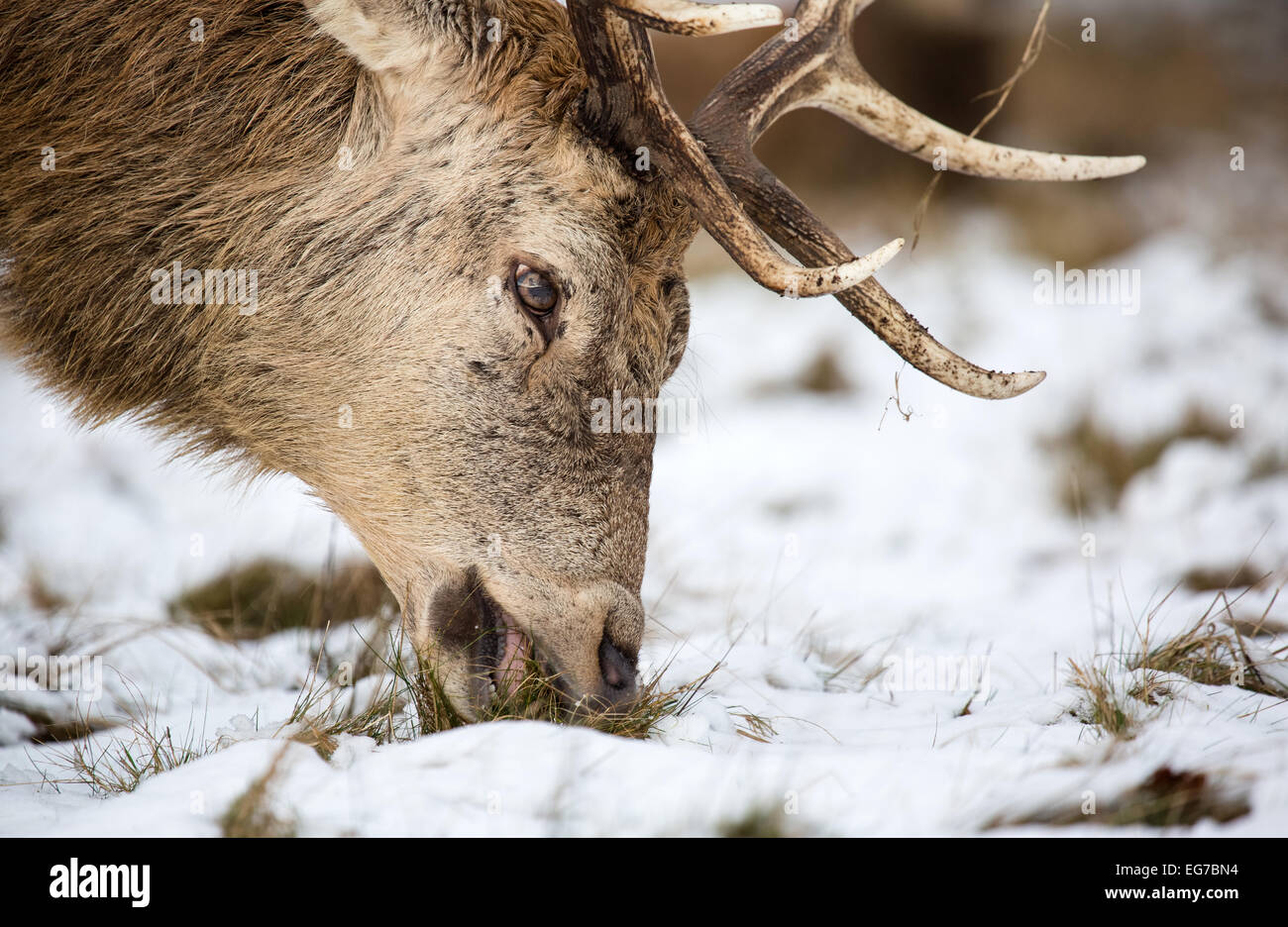 Red deer stag in the snow. Richmond Park Stock Photo