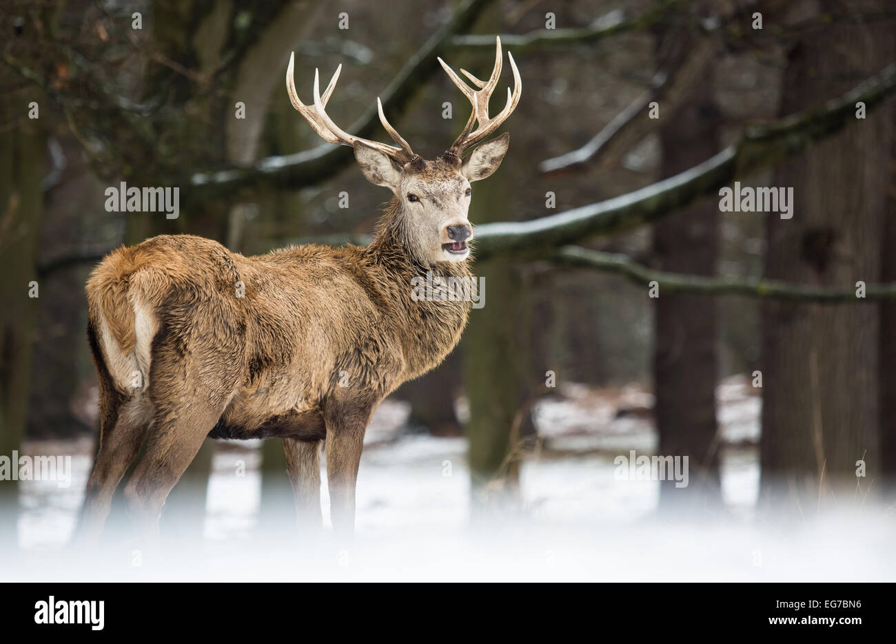 Red deer stag in the snow. Richmond Park Stock Photo