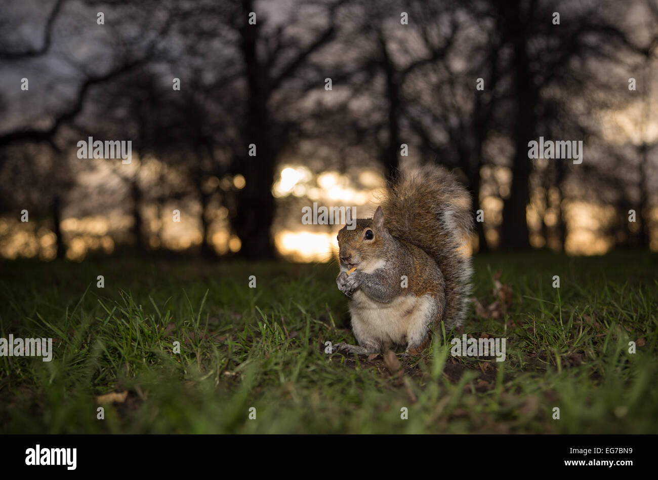 Grey squirrel, Hyde Park, London Stock Photo