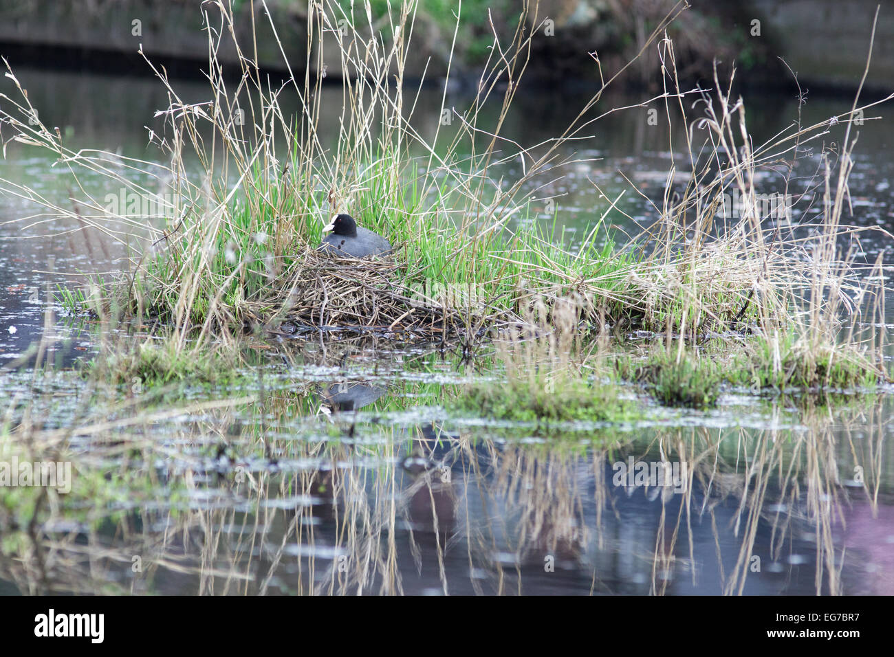 Fulica atra. The nest of the Common Coot in nature. Wildeshausen (Low Saxon: Wilshusen), Lower Saxony, Germany. Stock Photo