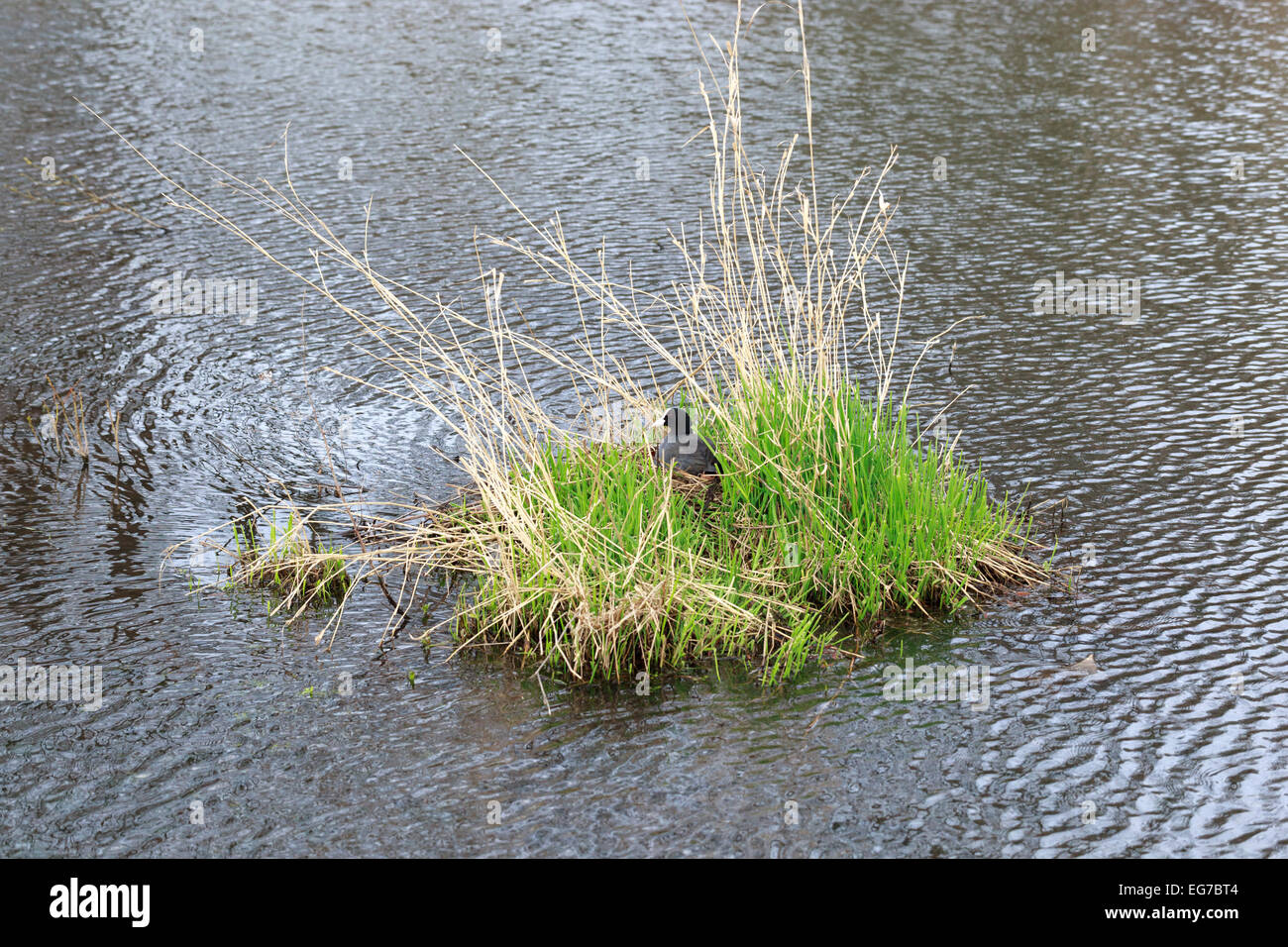 Fulica atra. The nest of the Common Coot in nature. Wildeshausen (Low Saxon: Wilshusen), Lower Saxony, Germany. Stock Photo