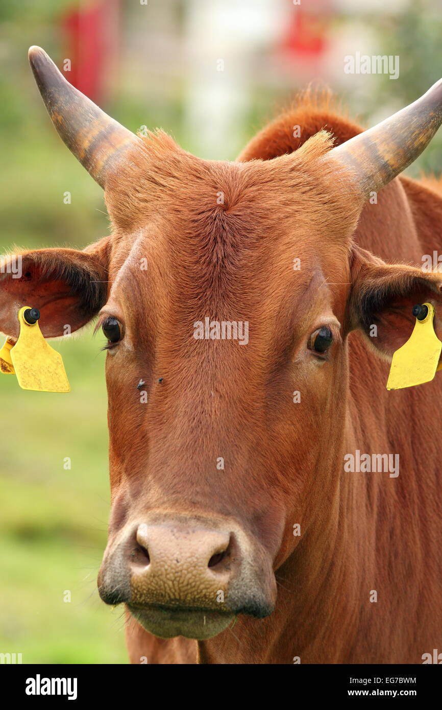 A Jersey/Boran Cross Cow With Long Horns Facing The Camera, 46 OFF