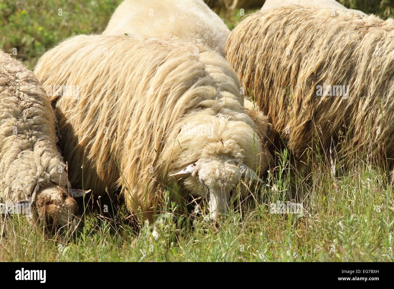 flock of white sheep grazing on meadow near the farm Stock Photo