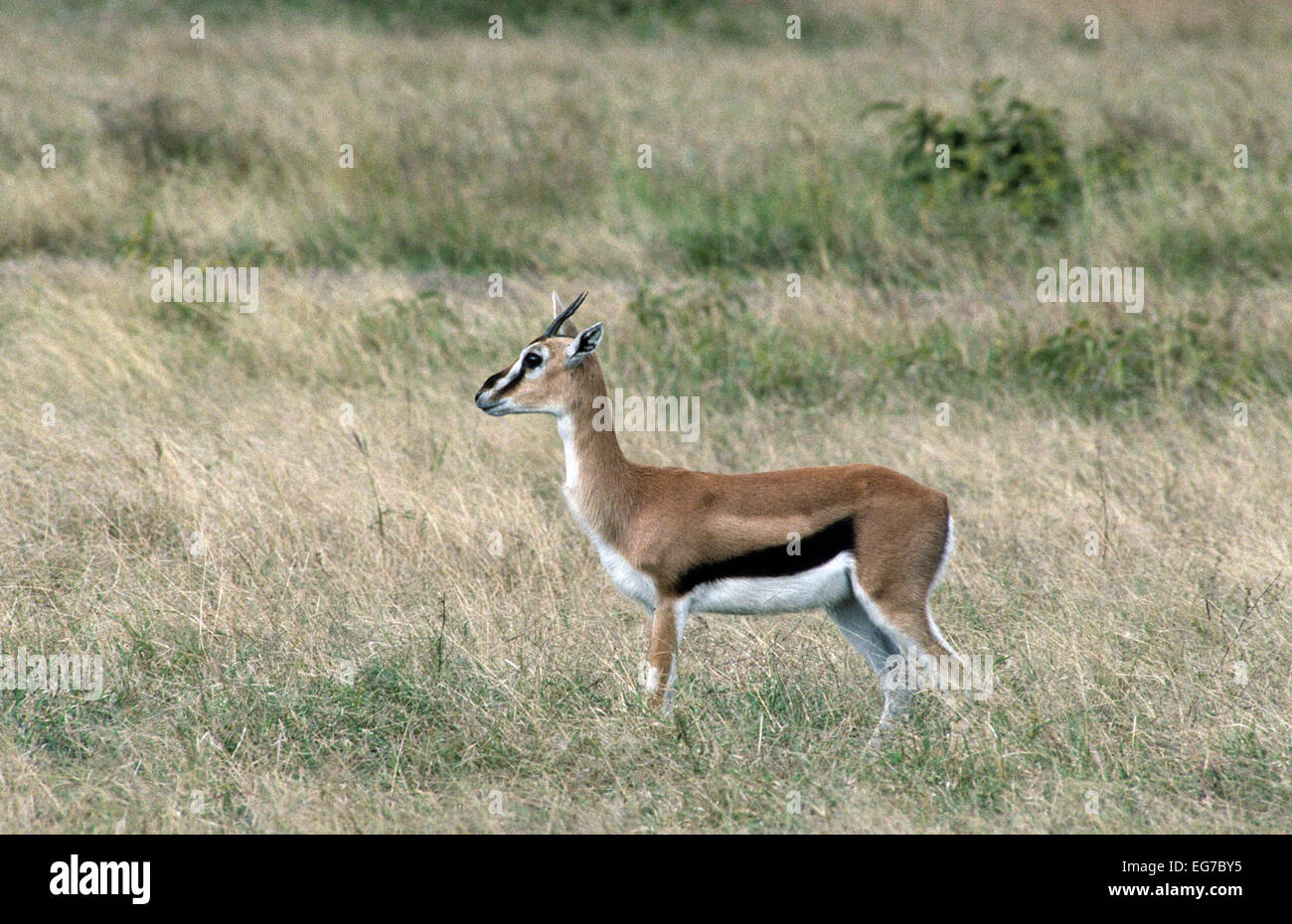 A Thomson's gazelle on the savannah Stock Photo - Alamy