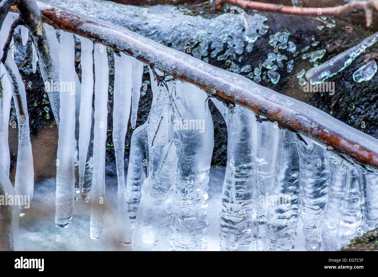 Icicles on a twig Stock Photo