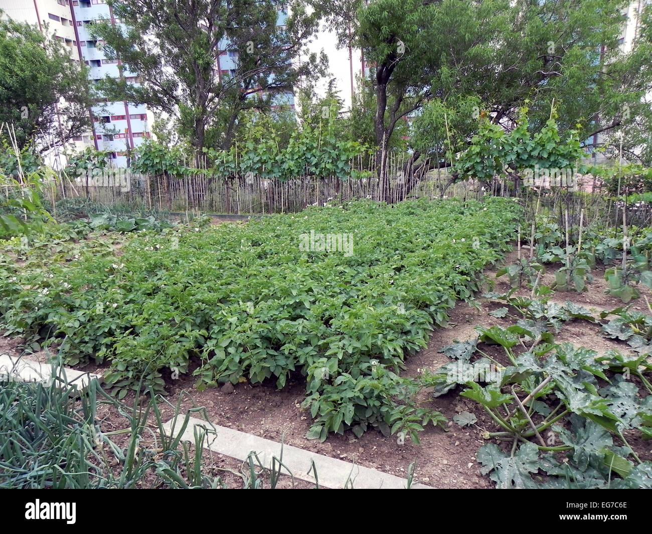 A lush vegetable garden in early spring Stock Photo Alamy