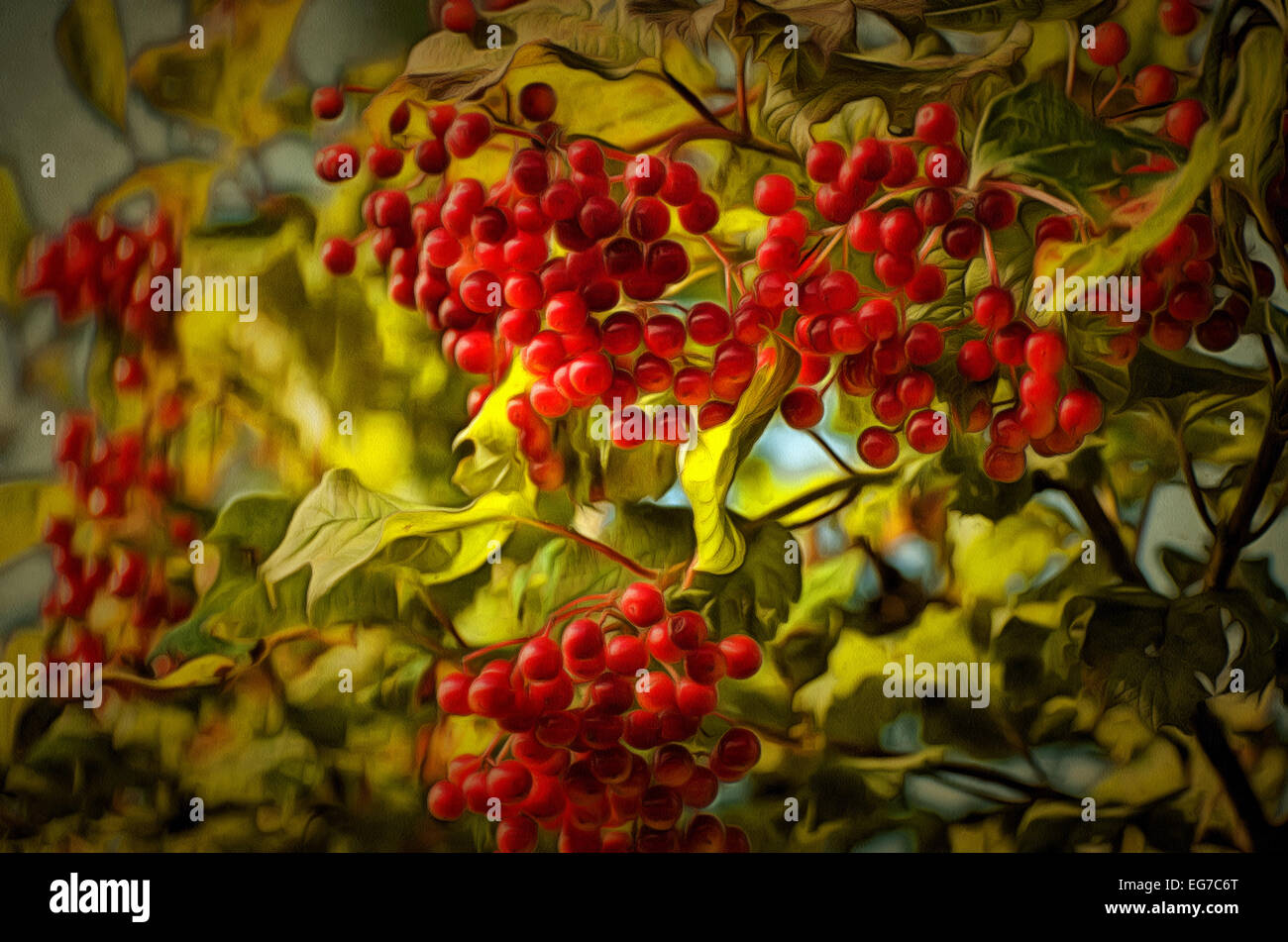 Viburnum opulus or Red Snowball Tree (Latin Viburnum opulus