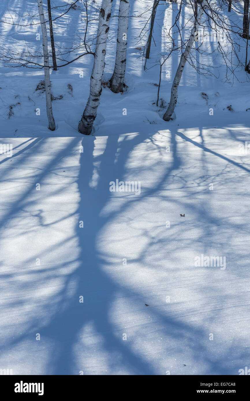 Paper Birch, aka White Birch, Betula papyrifera, casting shadows on