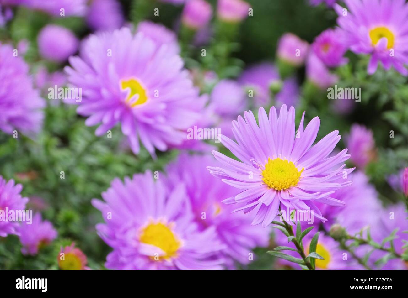 Aster Novi Belgii 09 Stock Photo - Alamy