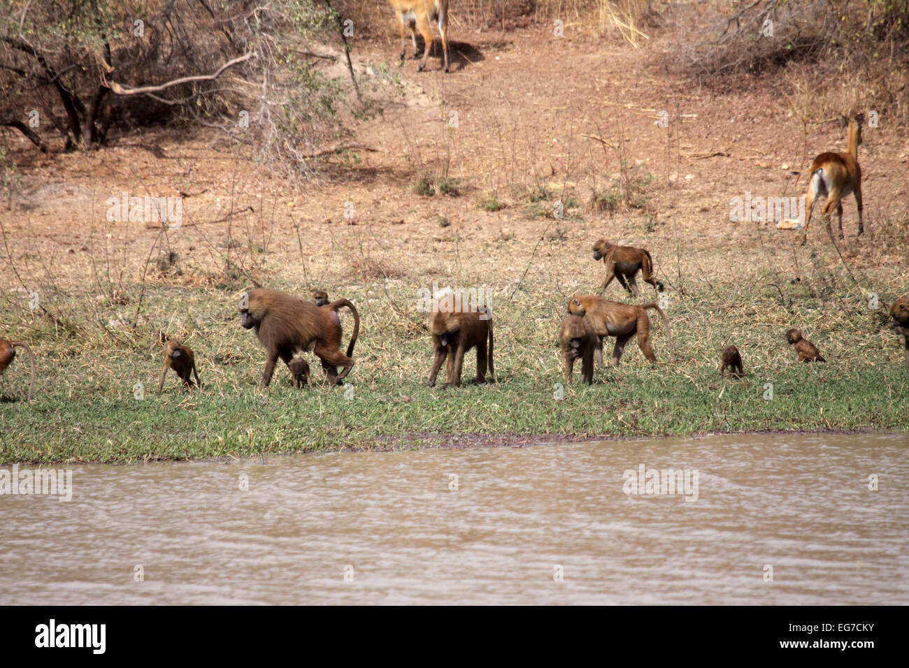 Guinea baboon troop at waters edge in Senegal Stock Photo
